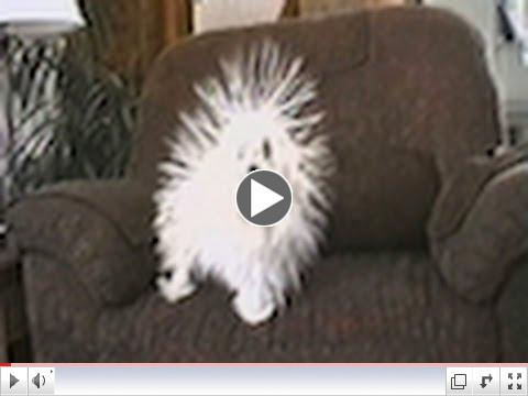 CuteWinFail: Static Dog