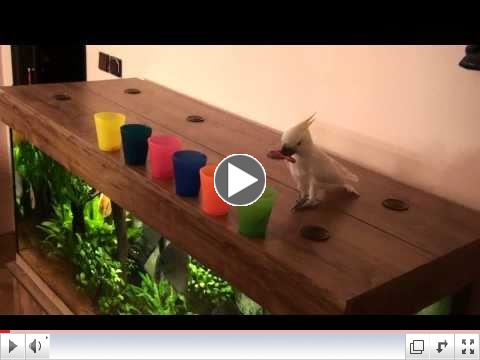 Cockatoo Sorts by Color