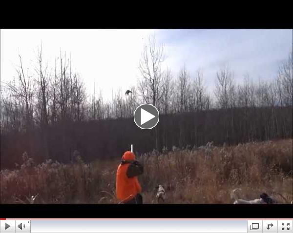 Jed, Dave, and Jim Oman hunt pheasant at Jim's North Country Outfitters