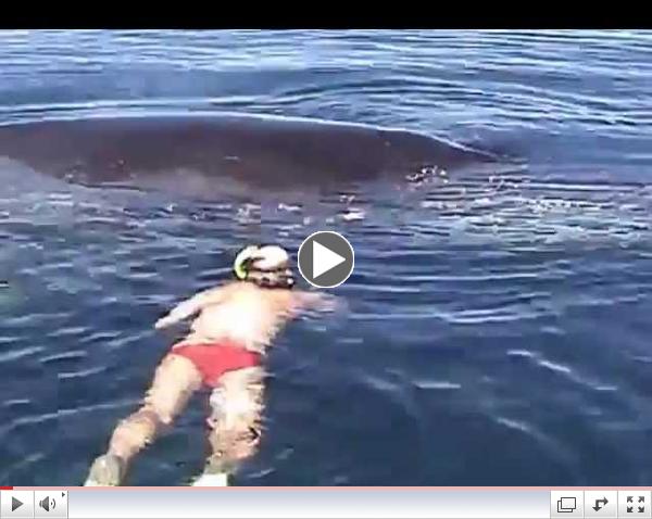 HUMPBACK WHALE (VALENTIN) Shows amazing appreciation after being freed from a nylon fisherman's net.
