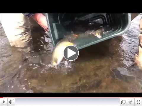 Slate Run Tackle Shop's Brown Trout Club Sept. Stocking #2