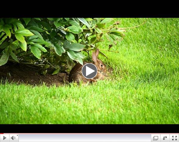 NaromiLandTrustDustBunny