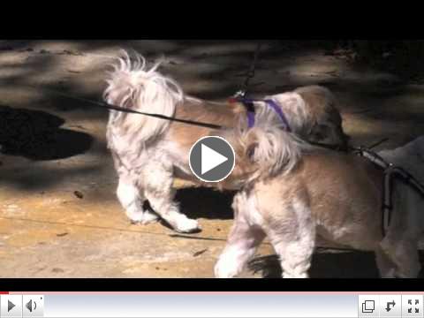 St Francis Day Blessing of the Animals