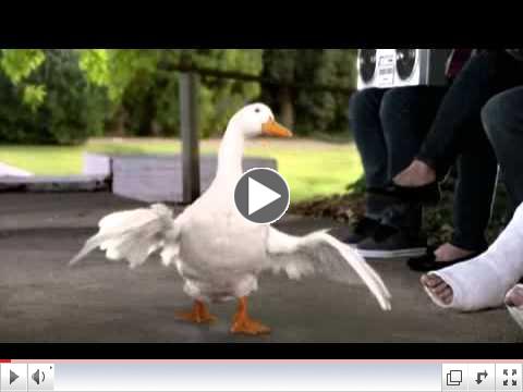 Aflac - Pigeon Commercial