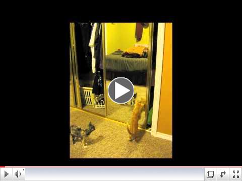 Gromit vs the Cat in the Mirror