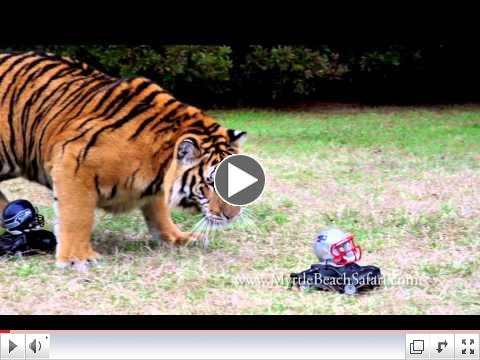 Tiger Predicts the Super Bowl 2015 Winner - MUST SEE!!!