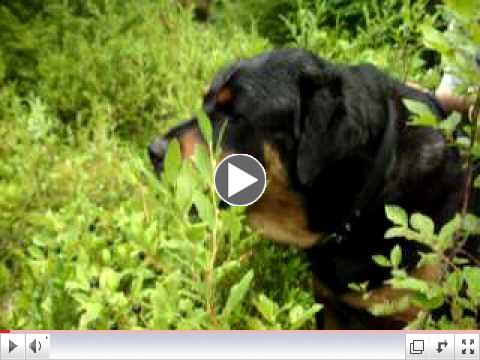Watch this dog gathering huckleberries!