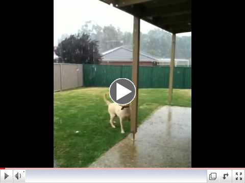 The rain dance dog