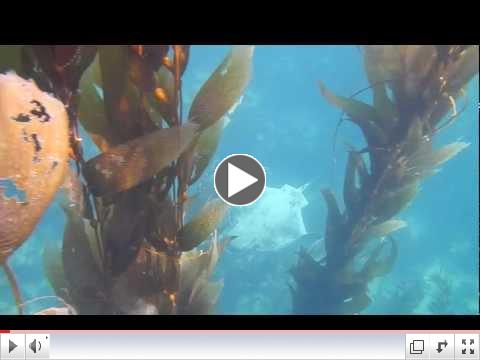 Bat Ray gliding through the Kelp Forest