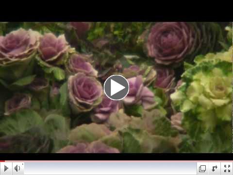 Dane County Farmers' Market Walkthrough--11-12-11