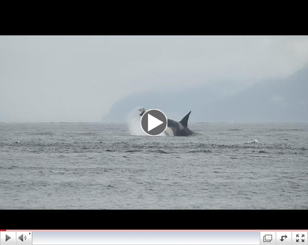 J Pod in fog 8/13/14 11 am Western Explorer Trip