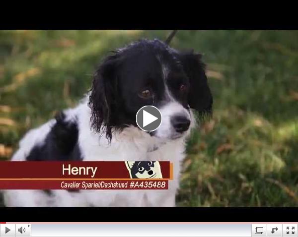 Pets of the Week #7 Henry & Cole