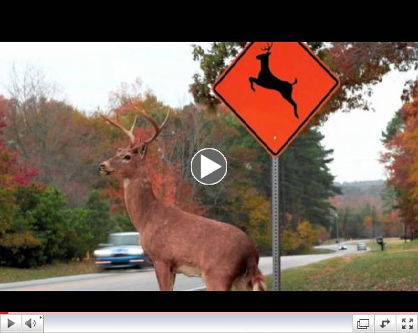 Please Move The Deer Crossing