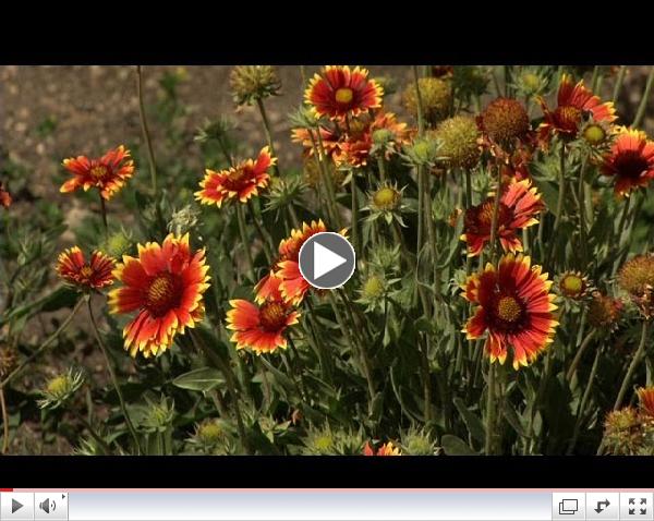 Prairie Yard & Garden: Native American Garden
