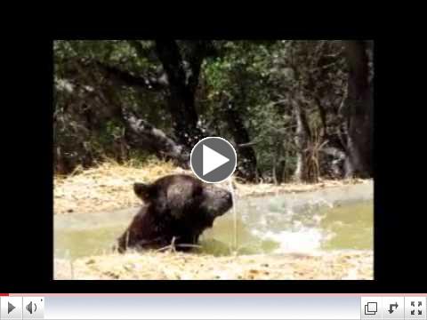 Ben the Bear: Splish Splash!