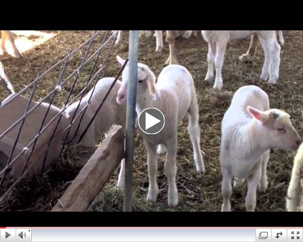 Chateau Fresno Organics Lambs