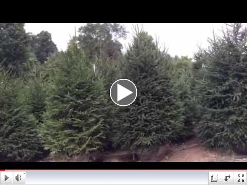 Screening Evergreens are here!