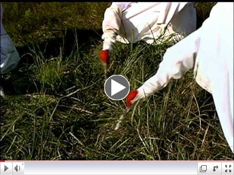 operation migration whooping cranes.mov