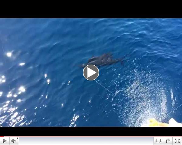 Sailfish in Los Suenos, Costa Rica