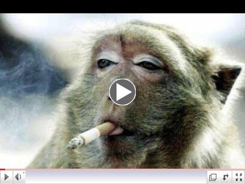 MONKEYS �� Funny Monkey Videos 2014
