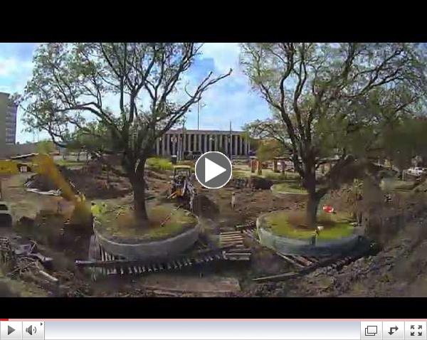 Tree Relocation at Levy Park