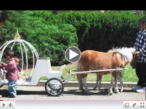 pony carriage rides-mini horse carriage rides-My Little Princess Carriage Rides