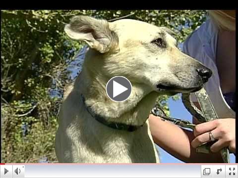 Stray Dog Saves Soldier's Life