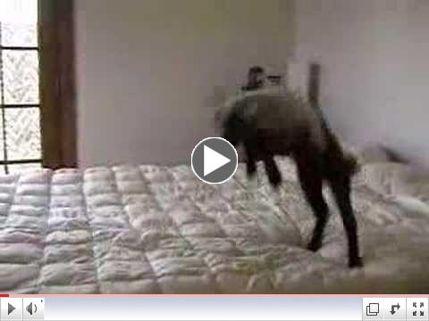Bambi Jumping