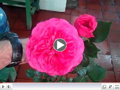 Baronesse: Point of cut stage vs 7 day vase stage