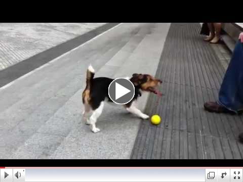 Clever dog plays fetch with himself