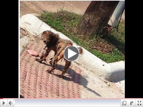 Homeless Dog Rescued - AMAZING TRANSFORMATION! A happy ending heartwarmer. Get your tissues ready! 