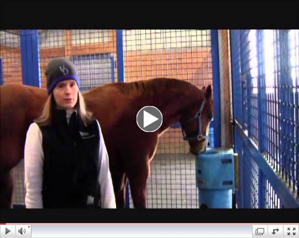 Is it Coping or is it a Vice? Cribbing, Weaving and Other Stereotypic Behaviors in Horses