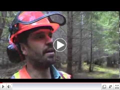 Pruning and Spacing: Sallas Forest, Sidney Island, BC