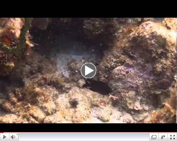 Utila Video - Laguna Beach