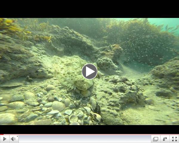 Flounder in Rocky Point