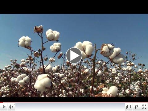 Keeping Cotton In Business