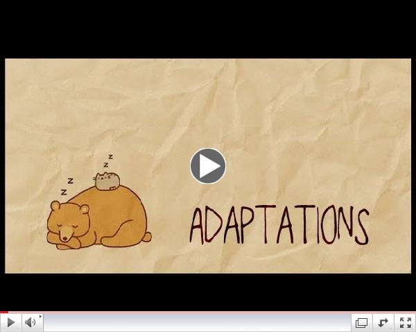 Animal Adaptations