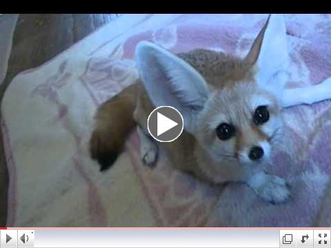 The Fennec Fox Trio get Chicken: Quiggly, Wiley & Zoey