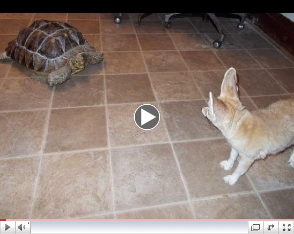 Wiley the Fennec fox & Rambo the Sulcata Tortoise at Critter Camp