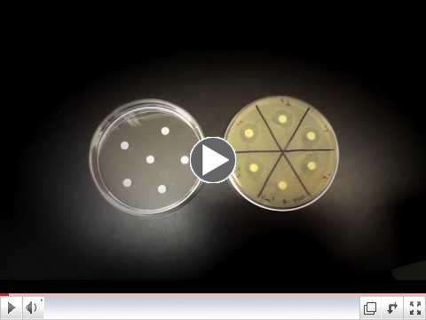 Testing<br />
                                                          an Antibiotic<br />
                                                          Using a Disk<br />
                                                          Diffusion<br />
                                                          Assay - Kirby<br />
                                                          Bauer Method