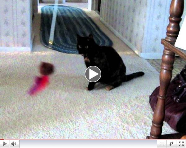 Cat A Pole Fun - Ruby