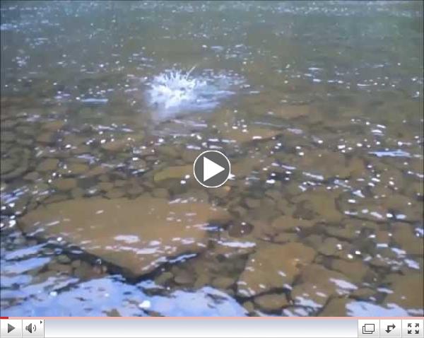 Al Bower's Jumping Pine Creek Brown Trout