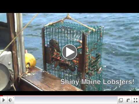 Shiny Maine Lobster
