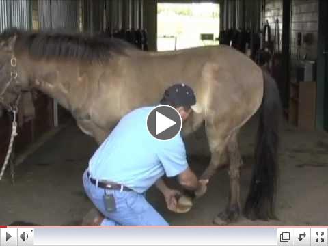 Masterson Minute; HInd End - Leg Forward