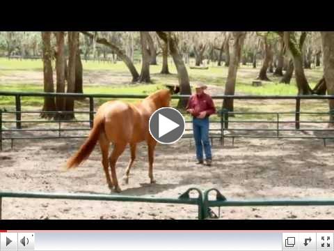 Liberty Horse Training Problem-Solving with Pat Parelli