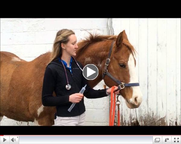 Genesee Valley Equine Clinic