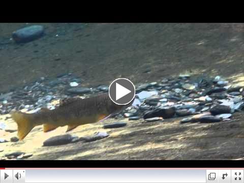 A Fish's Life in the Smokies