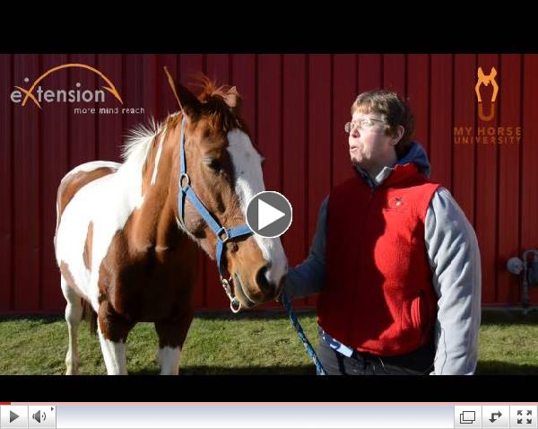 Horse Play and Behavior