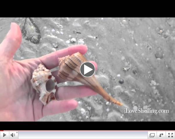 Low Tide Shelling on Sanibel in November 2013
