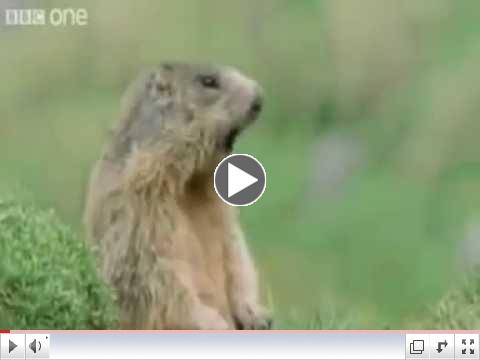 Best Of Funny Talking Animals
